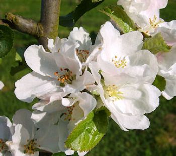 Apfelbaum, Herbstapfel 'Juwel aus Kirchwerder' (Malus 'Juwel aus Kirchwerder' / 'Martensapfel') - alte Apfelsorte!