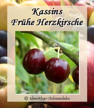 Kirschbaum, Süßkirsche "Kassins Frühe Herzkirsche"