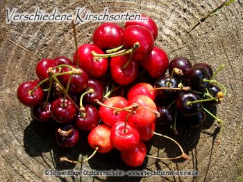 Kirschbaum, Süßkirsche "Kassins Frühe Herzkirsche"