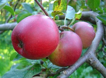 Apfelbaum, Herbstapfel 'Kleiner Herrenapfel' (Malus 'Kleiner Herrenapfel') - alte Apfelsorte!