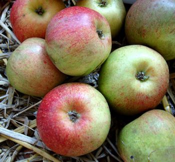 Apfelbaum, Herbstapfel 'Krügers Dickstiel' (Malus 'Krügers Dickstiel' / 'Celler Dickstiel') - alte Apfelsorte!