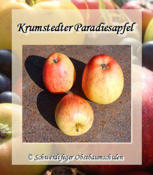 Apfelbaum, Herbstapfel 'Krumstedter Paradiesapfel' (Malus 'Krumstedter Paradiesapfel) - alte Apfelsorte!