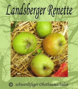 Apfelbaum, Winterapfel "Landsberger Renette"