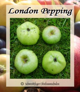 Apfelbaum, Winterapfel "London Pepping"