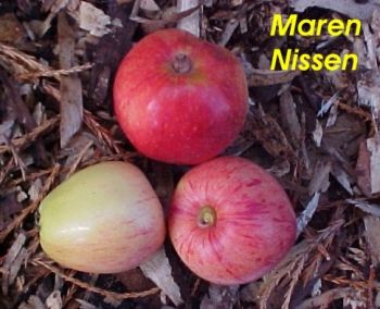 Apfelbaum, Sommerapfel "Maren Nissen"