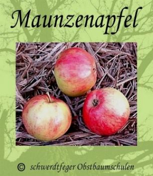 Apfelbaum, Herbstapfel 'Maunzenapfel' (Malus 'Maunzenapfel') - alte Apfelsorte!