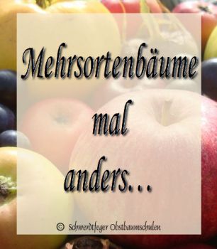 Apfel-Familienbaum/Apfel-Trio-Mehrsortenbaum mal anders...