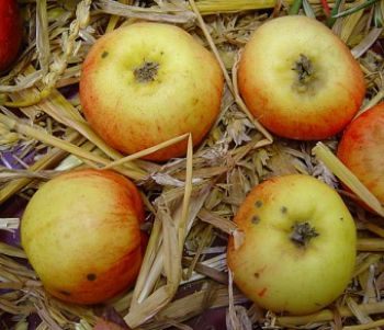 Apfelbaum, Herbstapfel 'Müllers Früher' (Malus 'Müllers Früher') - alte Apfelsorte!