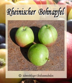 Apfelbaum, Winterapfel "Rheinischer Bohnapfel"