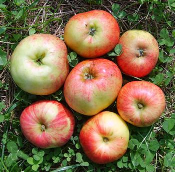 Apfelbaum, Herbstapfel 'Roter Gravensteiner' (Malus 'Roter Gravensteiner') - alte Apfelsorte!