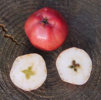 Apfelbaum, Sommerapfel "Roter Klarapfel"