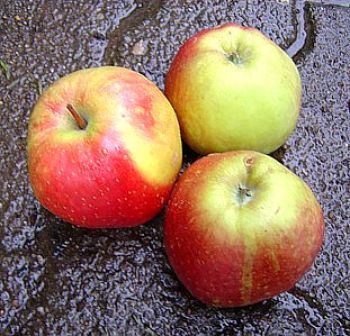 Apfelbaum, Herbstapfel 'Roter Prinzenapfel' (Malus 'Roter Prinzenapfel') - alte Apfelsorte!