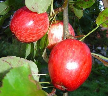 Apfelbaum, Herbstapfel 'Schulgartenapfel' (Malus 'Schulgartenapfel') - alte Apfelsorte!