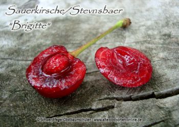 Kirschbaum, Sauerkirsche "Stevnsbaer Brigitte"