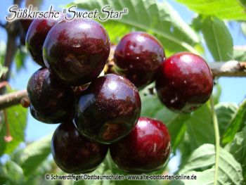 Kirschbaum, Süßkirsche "Sweet Star"