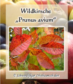 Wildkirsche 
