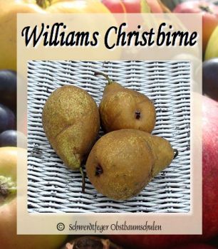 Zwerg-Birnenbaum (Zwergbirne) "Williams Christbirne" - Herbstbirne!