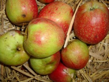 Apfelbaum, Herbstapfel 'Wilstedter Renette' (Malus 'Wilstedter Renette') - alte Apfelsorte!