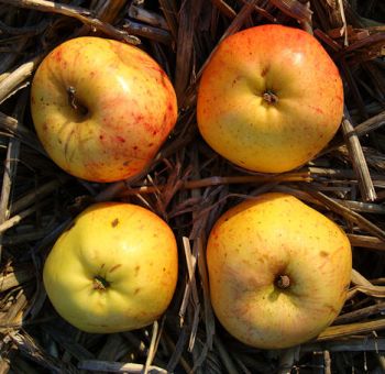 Apfelbaum, Herbstapfel 'Wohlschmecker v. Ohrsee' (Malus 'Wohlschmecker v. Ohrsee') - alte Apfelsorte!