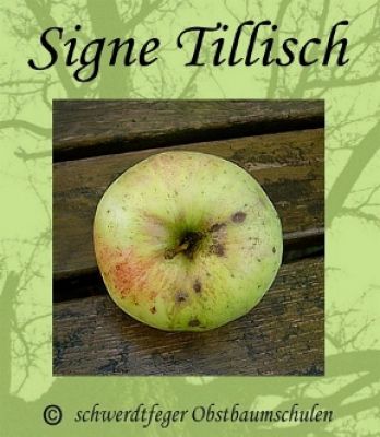 Apfelbaum, Sommerapfel "Signe Tillisch"