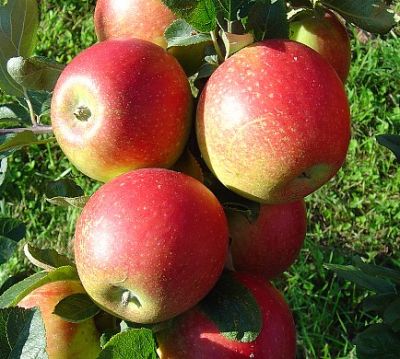 Apfelbaum, Herbstapfel 'Alkmene' (Malus 'Alkmene') - alte Apfelsorte!