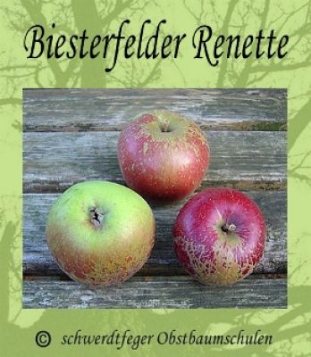 Apfelbaum, Herbstapfel 'Biesterfelder Renette' (Malus 'Biesterfelder Renette') - alte Apfelsorte!