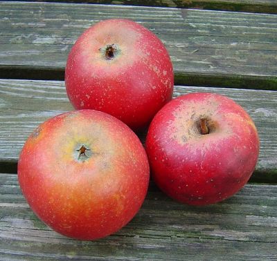 Apfelbaum, Herbstapfel 'Roter Holsteiner Cox' (Malus 'Roter Holsteiner Cox') - alte Apfelsorte!