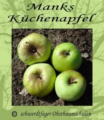 Apfelbaum, Herbstapfel 'Manks Küchenapfel' (Malus 'Manks Küchenapfel') - alte Apfelsorte!