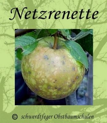 Apfelbaum, Herbstapfel 'Netzrenette' / 'Burchardts Renette' (Malus 'Netzrenette' / 'Burchardts Renette') - alte Apfelsorte!