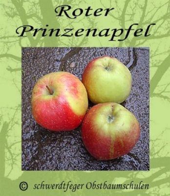 Apfelbaum, Herbstapfel 'Roter Prinzenapfel' (Malus 'Roter Prinzenapfel') - alte Apfelsorte!