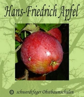 Apfelbaum, Herbstapfel `Hans Friedrich Apfel´ (Malus `Hans Friedrich Apfel´) - alte Apfelsorte!