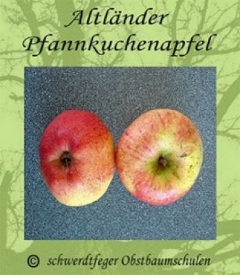 Apfelbaum, Winterapfel "Altländer Pfannkuchenapfel"