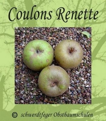 Apfelbaum, Winterapfel "Coulons Renette"