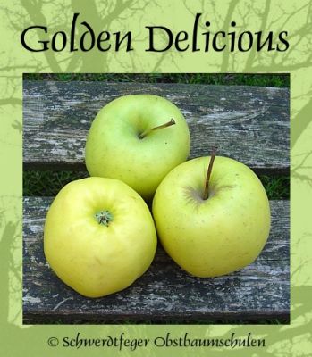 Apfelbaum, Winterapfel "Golden Delicious"