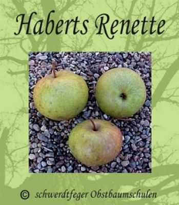 Apfelbaum, Winterapfel "Haberts Renette"