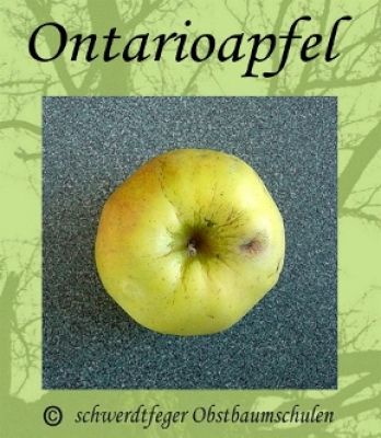 Apfelbaum, Winterapfel "Ontarioapfel"