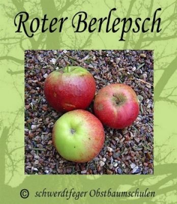 Apfelbaum, Winterapfel "Roter Berlepsch"