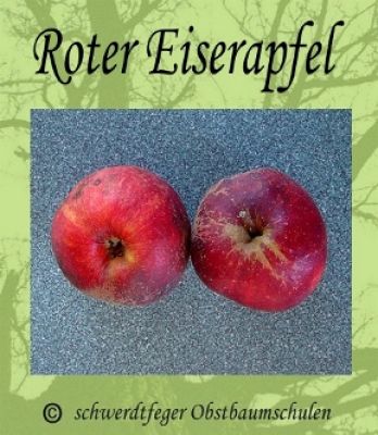 Apfelbaum, Winterapfel "Roter Eiserapfel"