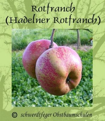 Apfelbaum, Herbstapfel 'Hadelner Rotfranch' (Malus 'Hadelner Rotfranch') - alte Apfelsorte!