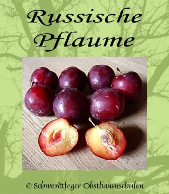 Pflaumenbaum, Pflaume "Russische Pflaume"