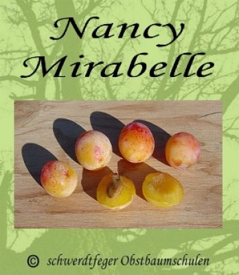 Mirabellenbaum "Mirabelle von Nancy"  (Nancy-Mirabelle)