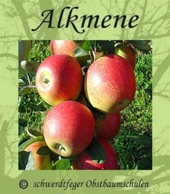 Zwergapfelbaum "Alkmene" - Herbstapfel, Zwergobst-schwachwüchsig!