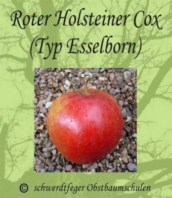 Zwergapfelbaum "Holsteiner Cox - Rot" - Herbstapfel, Zwergobst-schwachwüchsig!