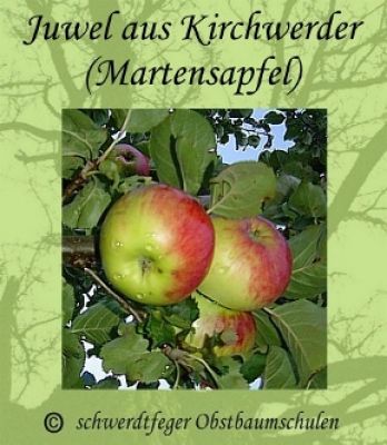 Zwergapfelbaum "Juwel aus Kirchwerder" - Herbstapfel, Zwergobst-schwachwüchsig!