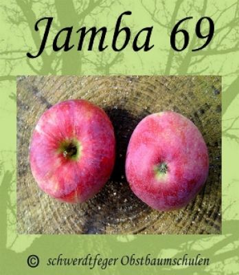 Zwergapfelbaum "Jamba 69" - Sommerapfel, Zwergobst-schwachwüchsig!