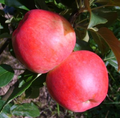 Apfelbaum, Sommerapfel "Amerikanischer Rosenapfel"