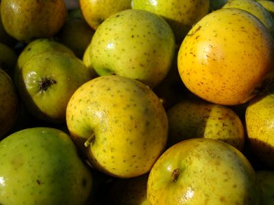 Apfelbaum, Herbstapfel 'Ananasrenette' (Malus 'Ananasrenette') - alte Apfelsorte!