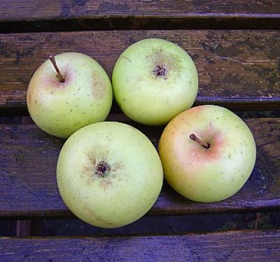 Apfelbaum, Herbstapfel 'Angelner Borsdorfer' (Malus 'Angelner Borsdorfer') - alte Apfelsorte!
