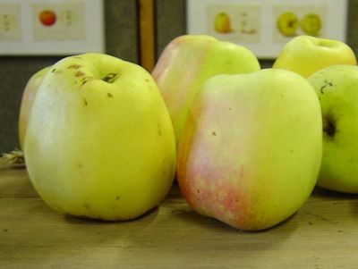 Apfelbaum, Herbstapfel 'Bargenstedter Mühlenapfel' (Malus 'Bargenstedter Mühlenapfel') - alte Apfelsorte!