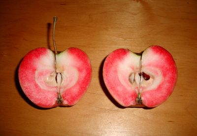 Apfelbaum, Herbstapfel 'Blutapfel' (Malus 'Blutapfel')
